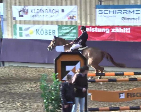 jumper El-Picar (Hanoverian, 2004, from Escudo I)