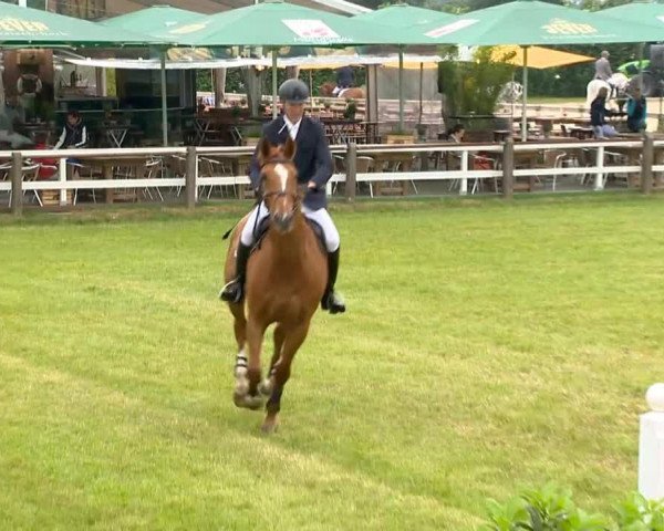 jumper Simply Red 44 (Hanoverian, 2007, from Stolzenberg)