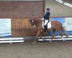 dressage horse Laurence 14 (Hanoverian, 2005, from Lauries Crusador xx)