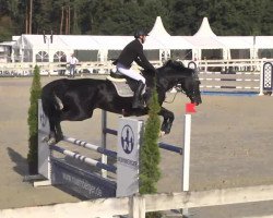 dressage horse Frenchgirl 2 (Hanoverian, 2001, from Frenchman I)