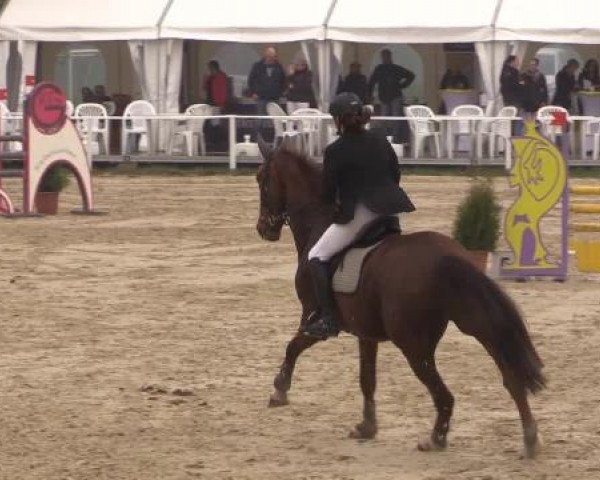 Springpferd Don Diego 54 (Hannoveraner, 2003, von Don Vino)