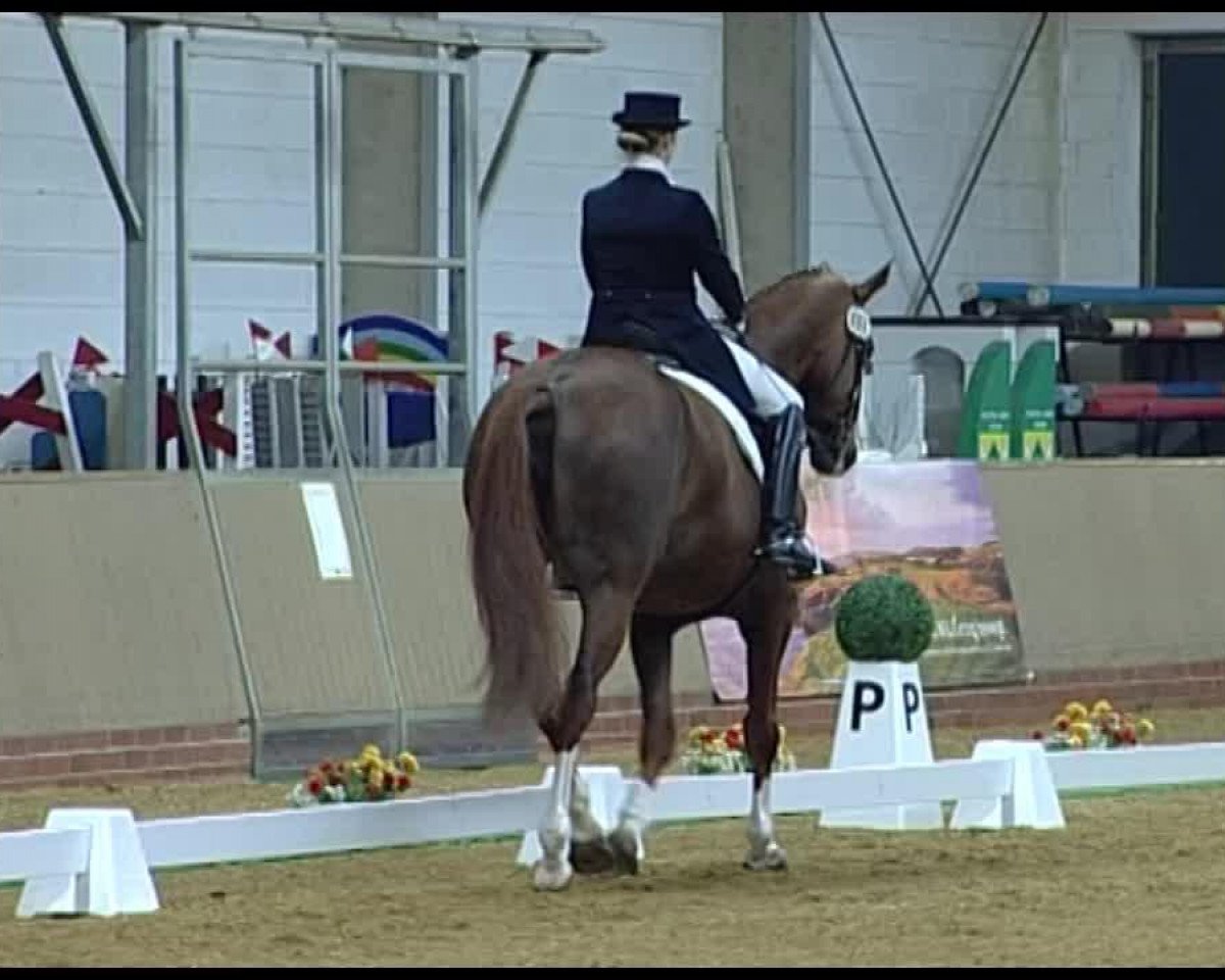 dressage horse Bridgett (Hanoverian, 2004, from Brentano II)
