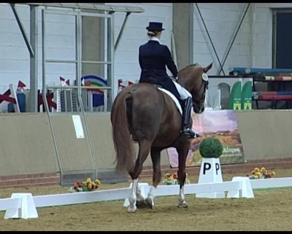 dressage horse Bridgett (Hanoverian, 2004, from Brentano II)