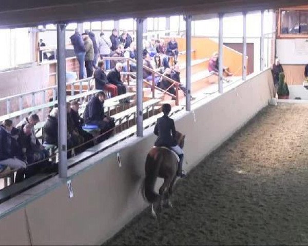 Pferd Lord Ludovico (Hannoveraner, 2005, von Londonderry)