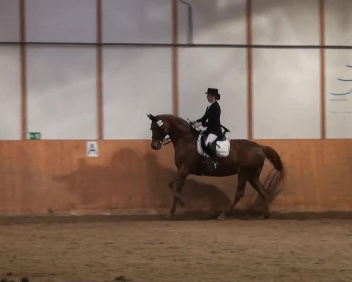 dressage horse Lea Lustig (Hanoverian, 2002, from Londonderry)
