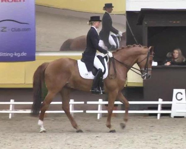 dressage horse What a dream 6 (Hanoverian, 2002, from Waterford)