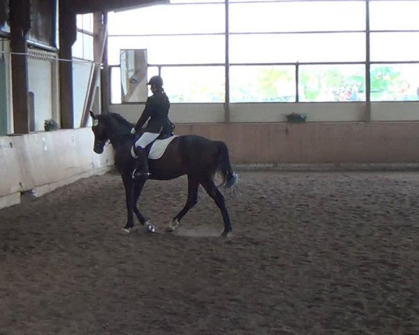 Dressurpferd Regent 208 (Hannoveraner, 2004, von Rotspon)