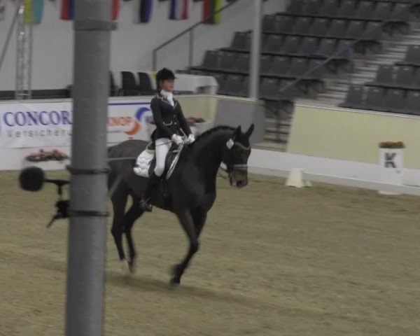 dressage horse Dark Crystal (Hanoverian, 2004, from Don Frederico)