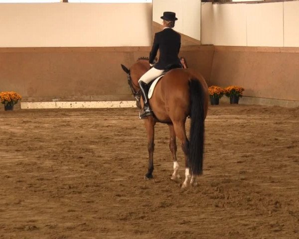 Dressurpferd Lily-Marleen (Hannoveraner, 2003, von Longchamp)