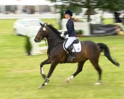 jumper Conchito 4 (Hanoverian, 2003, from Contendro I)