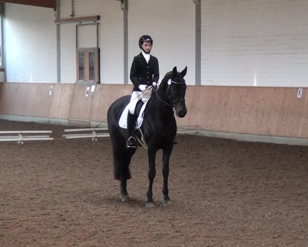 dressage horse Chevalier Marron (Hanoverian, 2004, from Conteur)