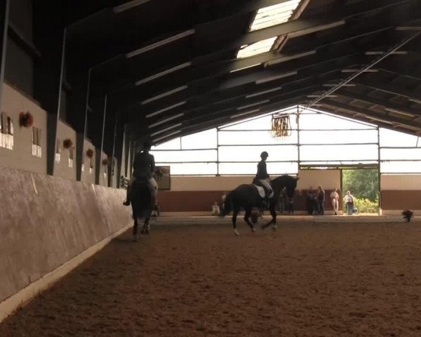 dressage horse Lorbass 108 (Hanoverian, 2003, from Londonderry)