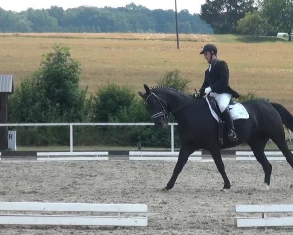 Dressurpferd Le Boo (Hannoveraner, 2007, von Lauries Crusador xx) Dressurpferd Le Boo (Hannoveraner, 2007, von Lauries Crusador xx)