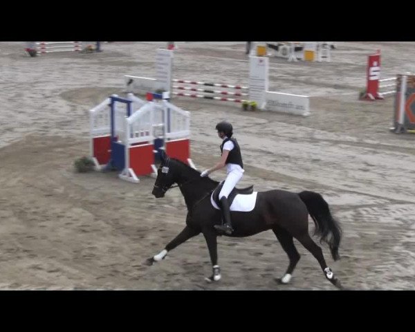 jumper Gigolo-Jumper (Hanoverian, 2004, from Ginsberg)