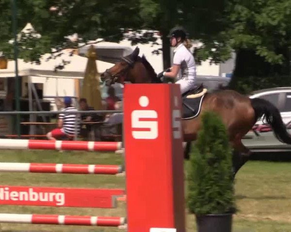 Zuchtstute Cha Mu 3 (Hannoveraner, 2004, von Contendro I)
