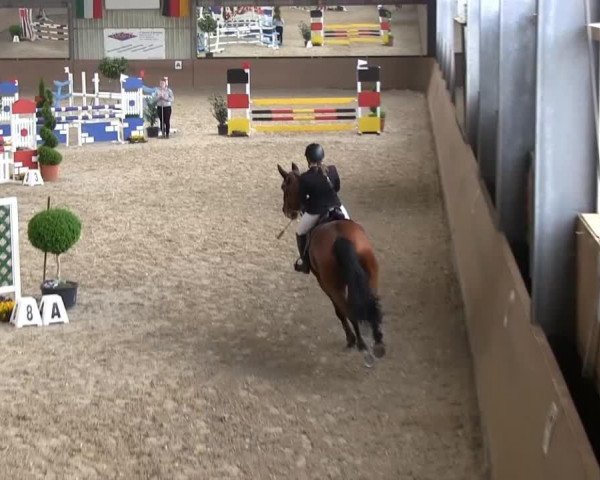 Springpferd Follow Me (Hannoveraner, 2007, von For Edition)