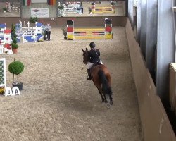 Springpferd Follow Me (Hannoveraner, 2007, von For Edition)