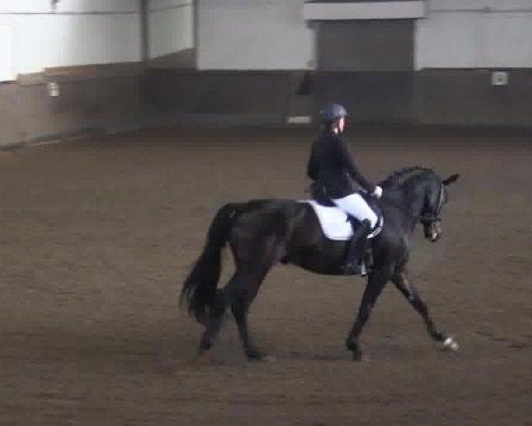 dressage horse Large Cap (Hanoverian, 2007, from Lauries Crusador xx)
