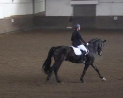Dressurpferd Large Cap (Hannoveraner, 2007, von Lauries Crusador xx)