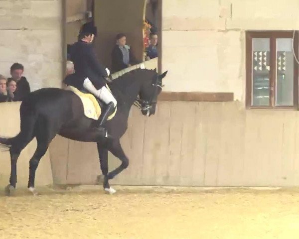 dressage horse Et Moi (Hanoverian, 2004, from Earl)