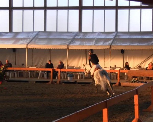 jumper Rocara (Hanoverian, 2001, from Rotspon)