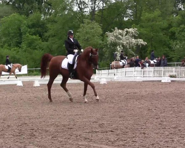 dressage horse Davelino (Hanoverian, 2005, from Don Frederico)