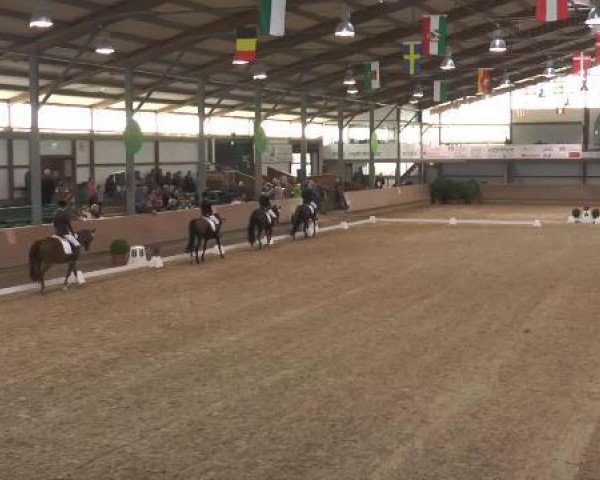 horse Special Vera (Hanoverian, 2004, from Stakkato)