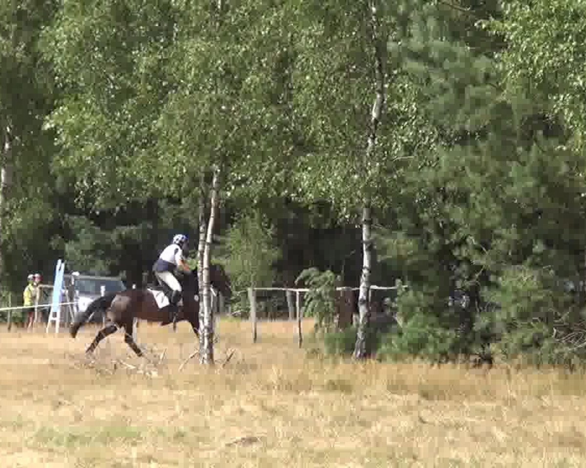 eventing horse Elison 2 (Hanoverian, 2004, from Escudo I)