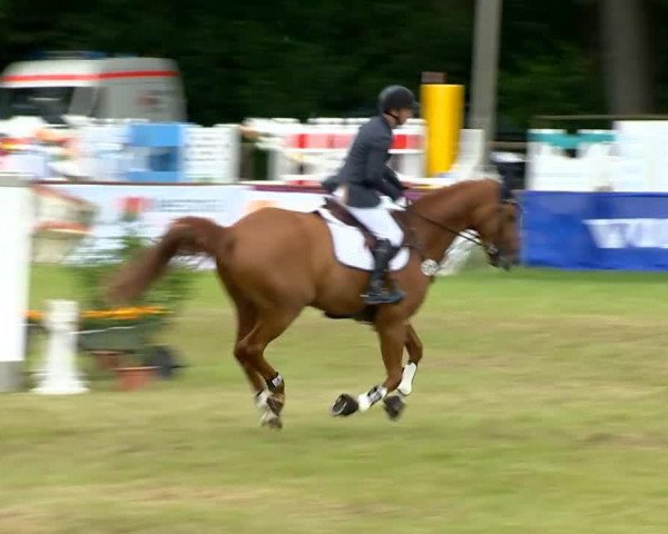 jumper Easterforest (Hanoverian, 2006, from Earl) jumper Easterforest (Hanoverian, 2006, from Earl)