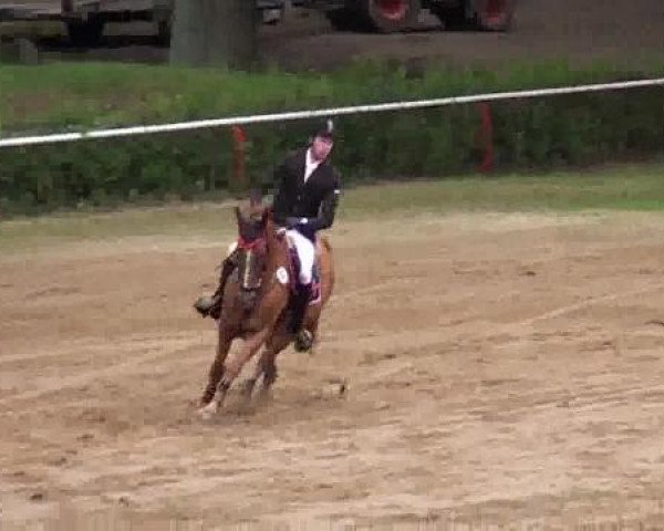 jumper Pavel B (Hanoverian, 2007, from Perigueux)