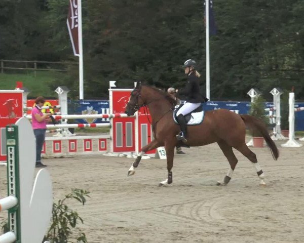 jumper Vive la Raute (Hanoverian, 2007, from Toronto)