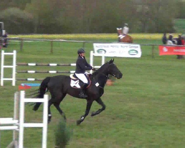 dressage horse Wikita C (Hanoverian, 2001, from Weltruhm)