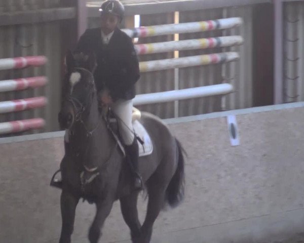 broodmare Gladdys (Hanoverian, 2005, from Graf Grannus)