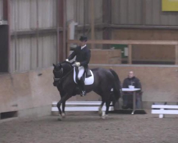 Dressurpferd Rassina 7 (Hannoveraner, 2006, von Rascalino)