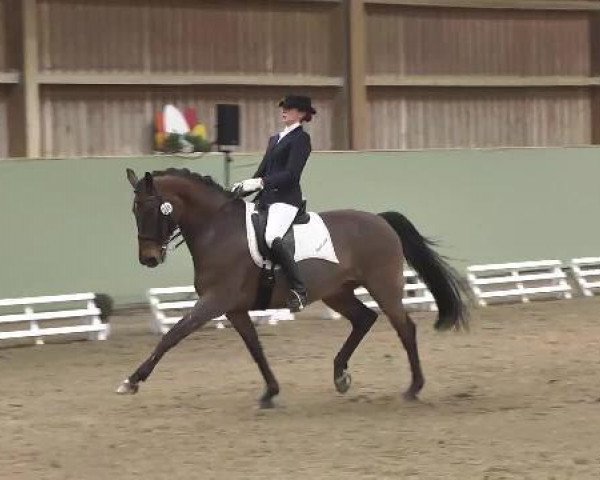 dressage horse Wednesday 22 (Hanoverian, 2000, from Werther)