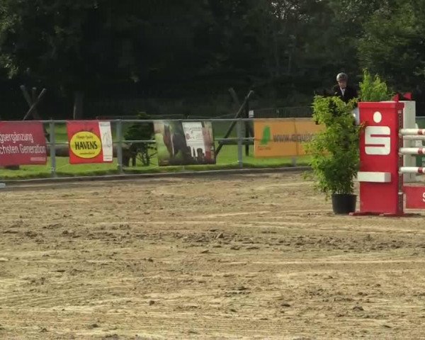 jumper Rosenkönig 7 (Hanoverian, 2002, from Rosentau)