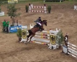 jumper Pepino 205 (Hanoverian, 2007, from Perigueux)