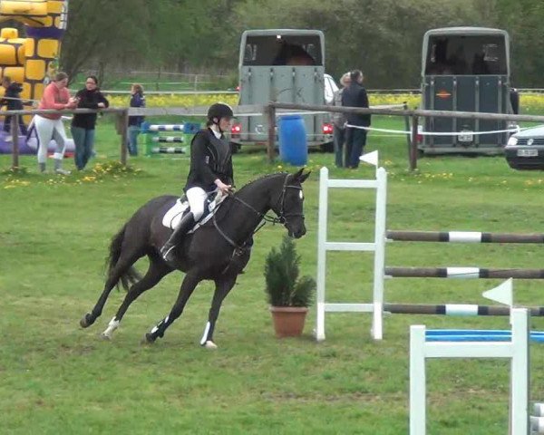jumper Herzdame 48 (Hanoverian, 2007, from Hofrat)