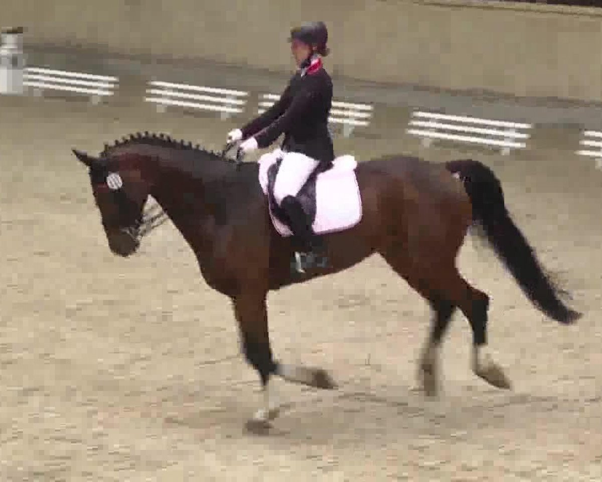 dressage horse Da Vinci 210 (Hanoverian, 2007, from Damsey FRH)