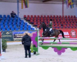 Springpferd Campton (Hannoveraner, 2007, von Contendro I)