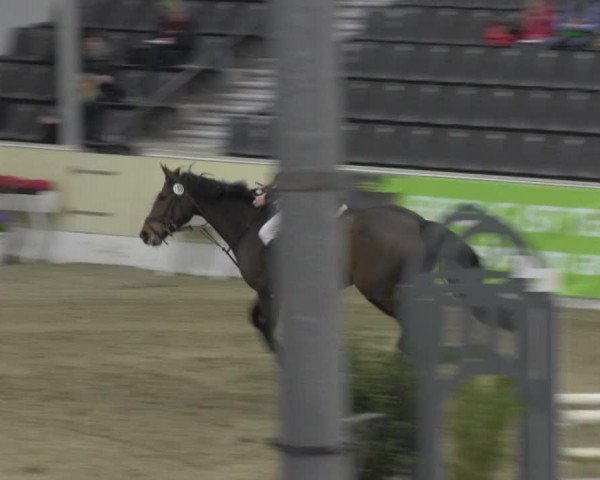Springpferd Chequilles Classic Girl (Hannoveraner, 2007, von Chequille 2)