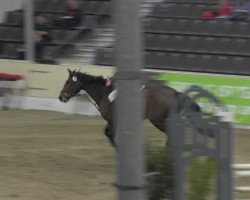 jumper Chequilles Classic Girl (Hanoverian, 2007, from Chequille 2)