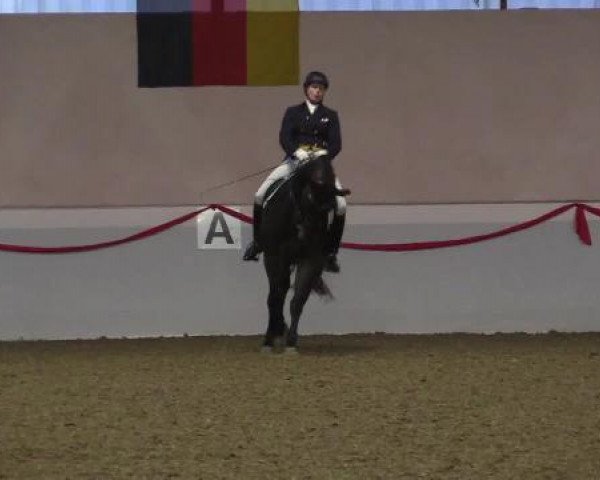 dressage horse Dylan 16 (Hanoverian, 2007, from Dimaggio)