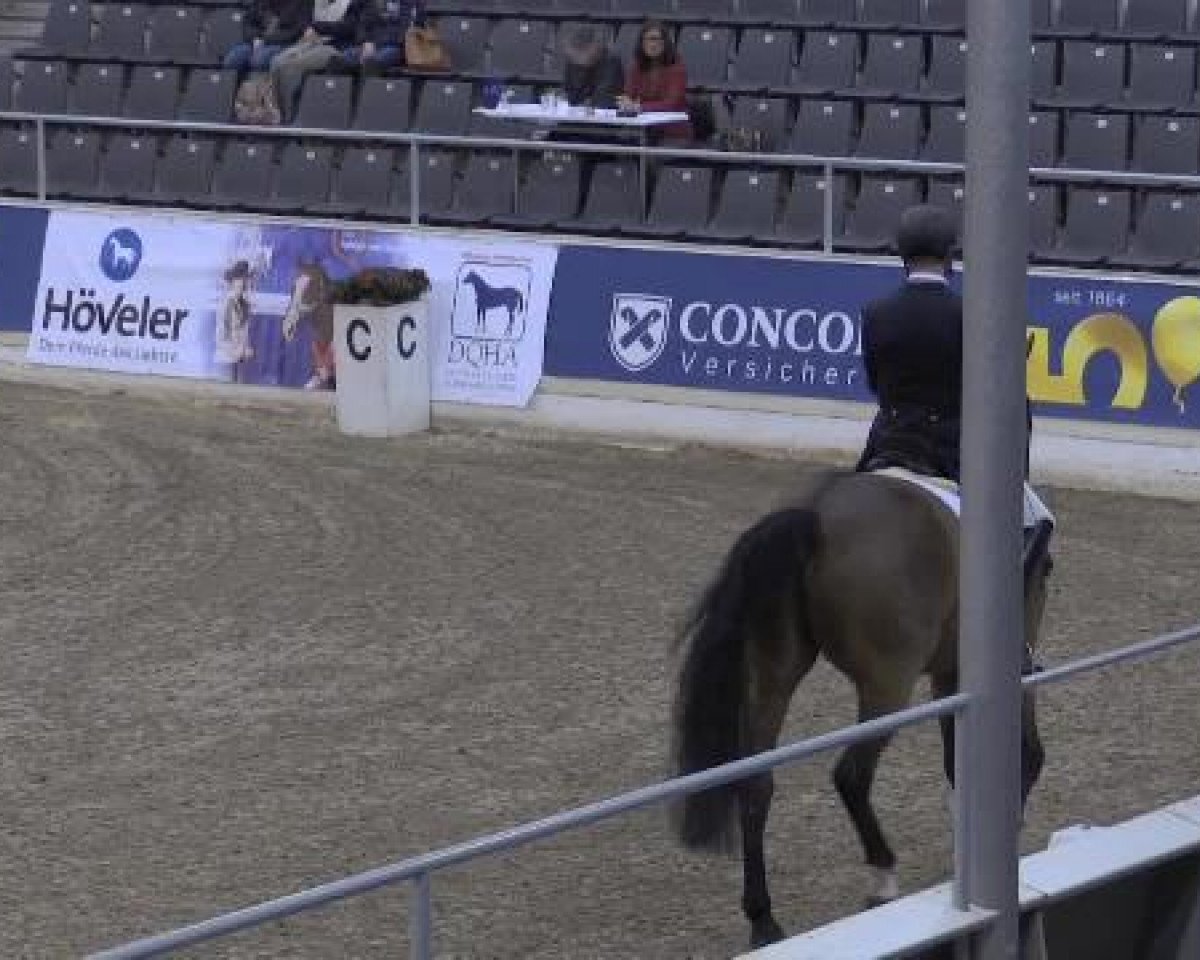 Cavallo da Dressage Sofiero De (Hannover, 2006, di Stedinger)