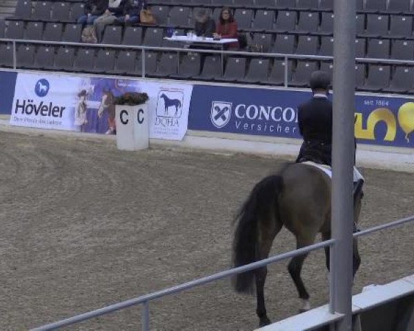 dressage horse Sofiero De (Hanoverian, 2006, from Stedinger)