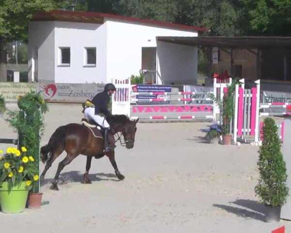 jumper La Sassari (Hanoverian, 2006, from Landor S)