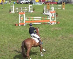 jumper Lord Nelson 56 (Hanoverian, 2007, from Lordanos)