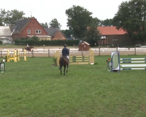 jumper Quincy Queen (Hanoverian, 2004, from Quidam's Rubin)