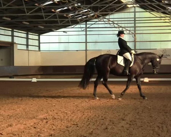 Zuchtstute Renaissance W (Hannoveraner, 2003, von Royal Diamond)