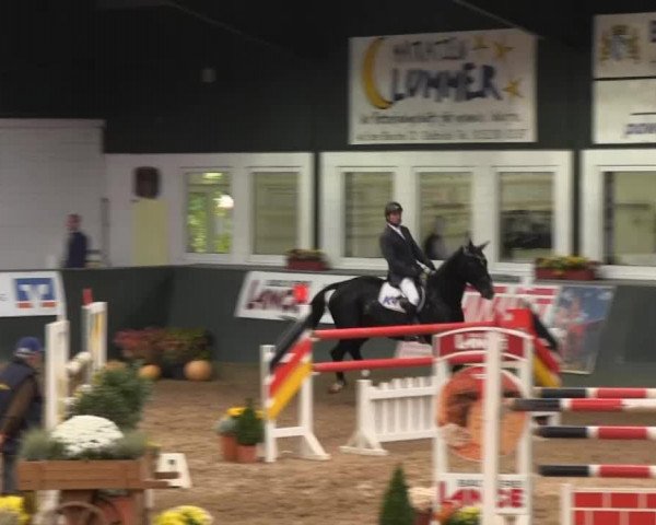 jumper Giny R (Hanoverian, 2003, from Grandeur)